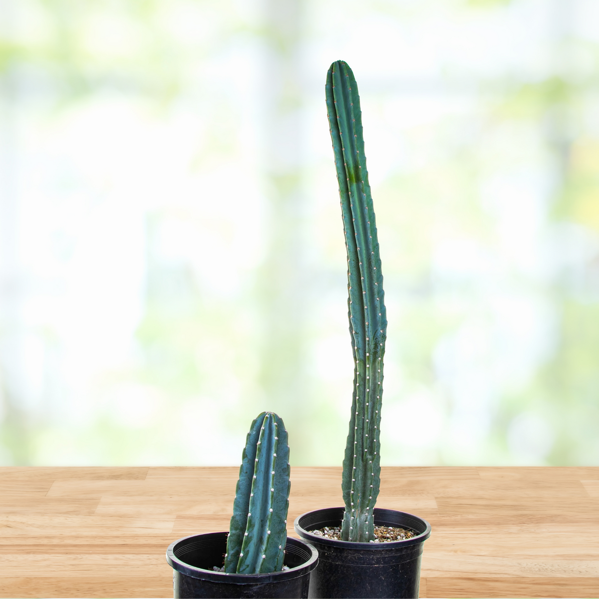 Two tall Peruvian apple cactus, Cereus peruvianus in black pots on a wooden surface with a blurred green background