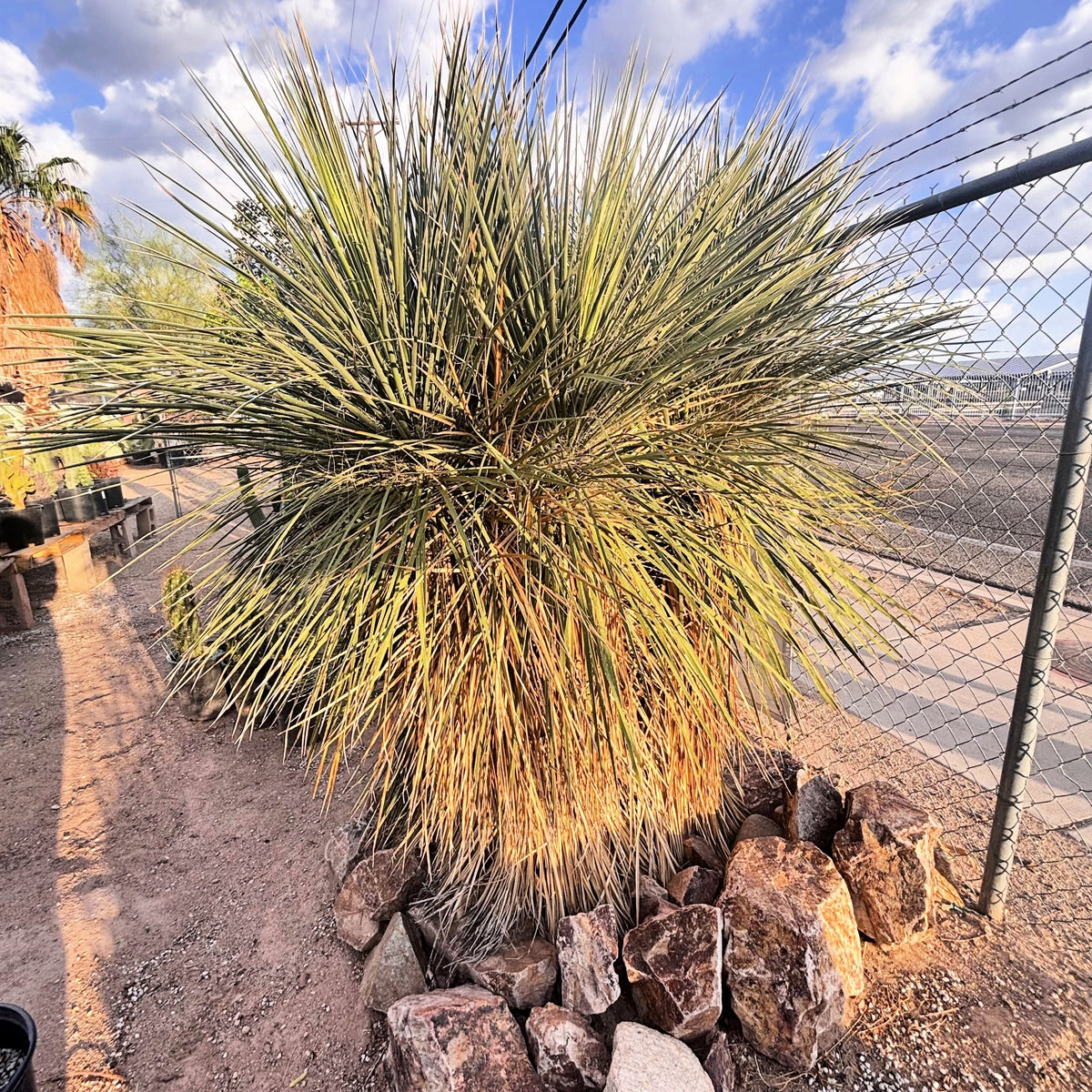 Mature tall Soap tree yucca yucca elata yucca cactus planted in a landscape
