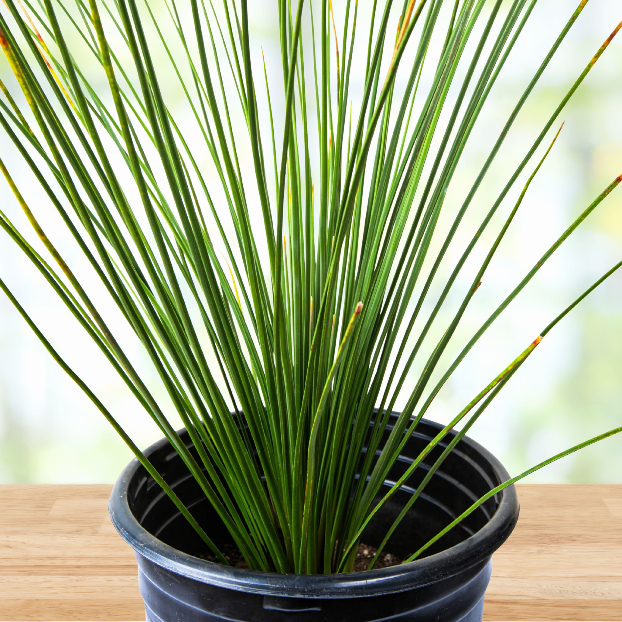 mexican house plant Mexican Grass Tree 15gal