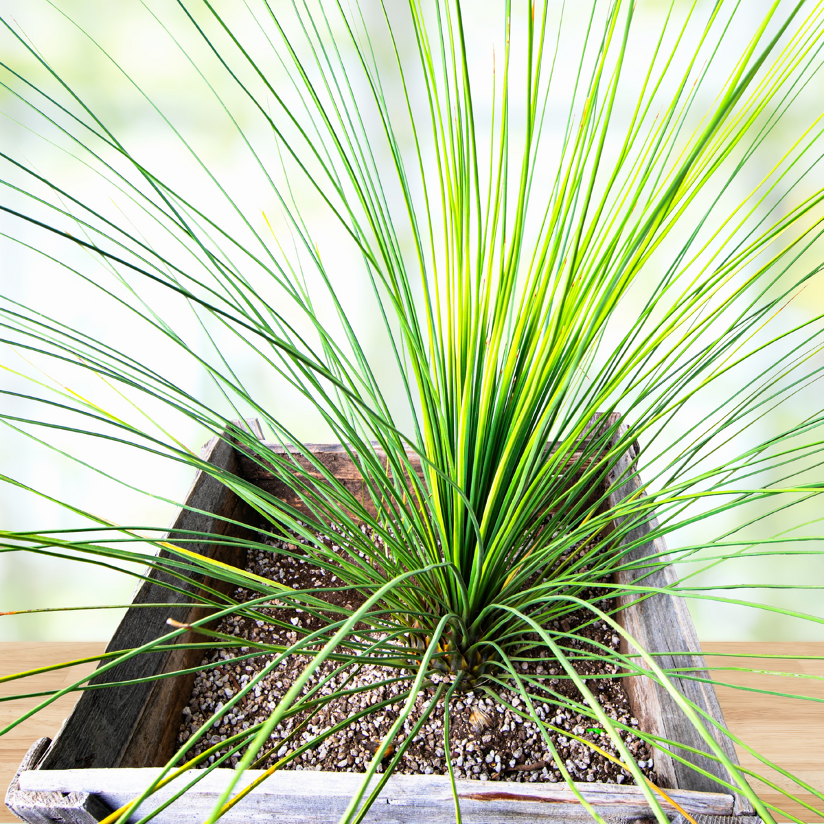Mexican Grass Tree