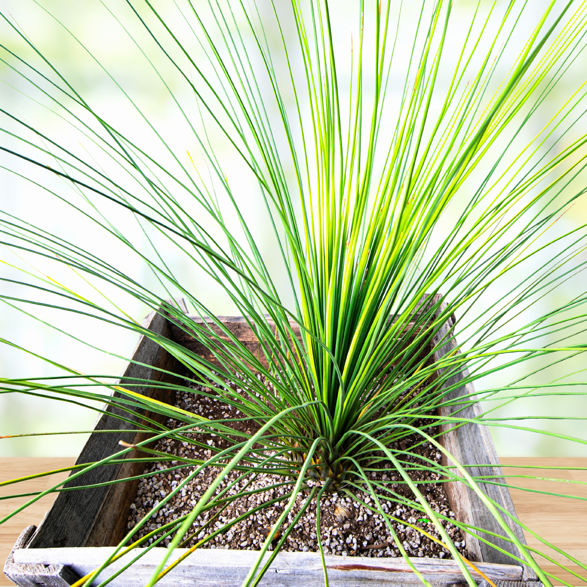 Toothless Tree Mexican Grass Tree| Toothless Desert Spoon for sale| Dasylirion - The ...