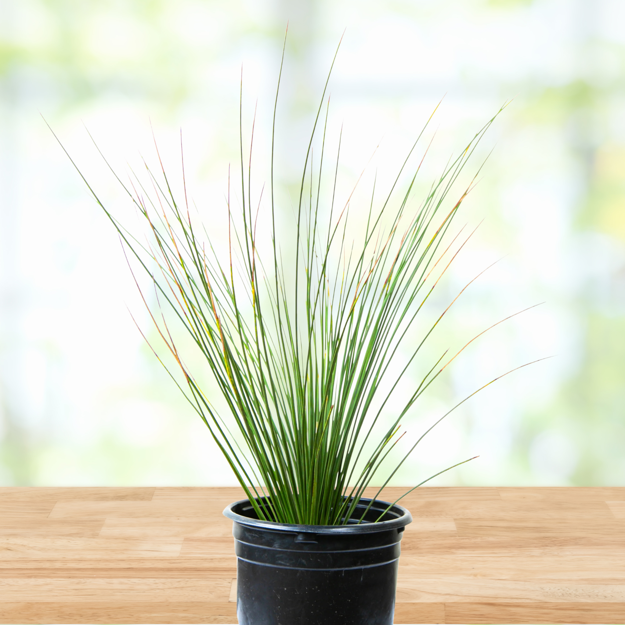 house plant that looks like long grass Mexican Grass Tree 15gal