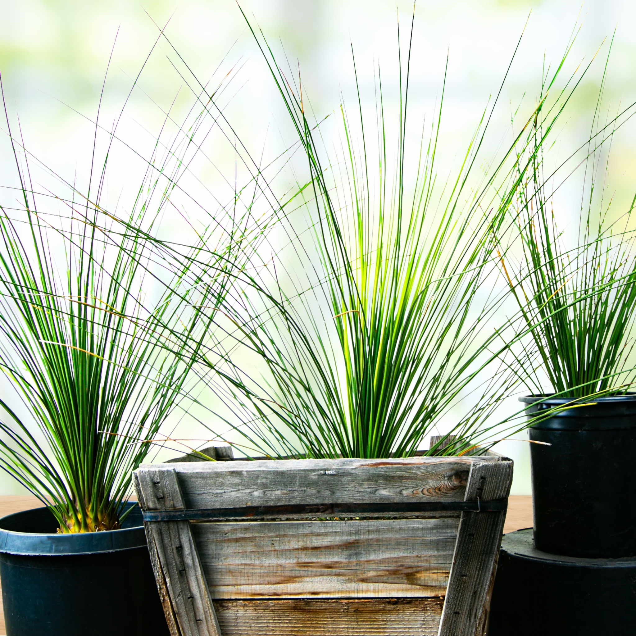 succulent grass Mexican Grass Tree 15gal