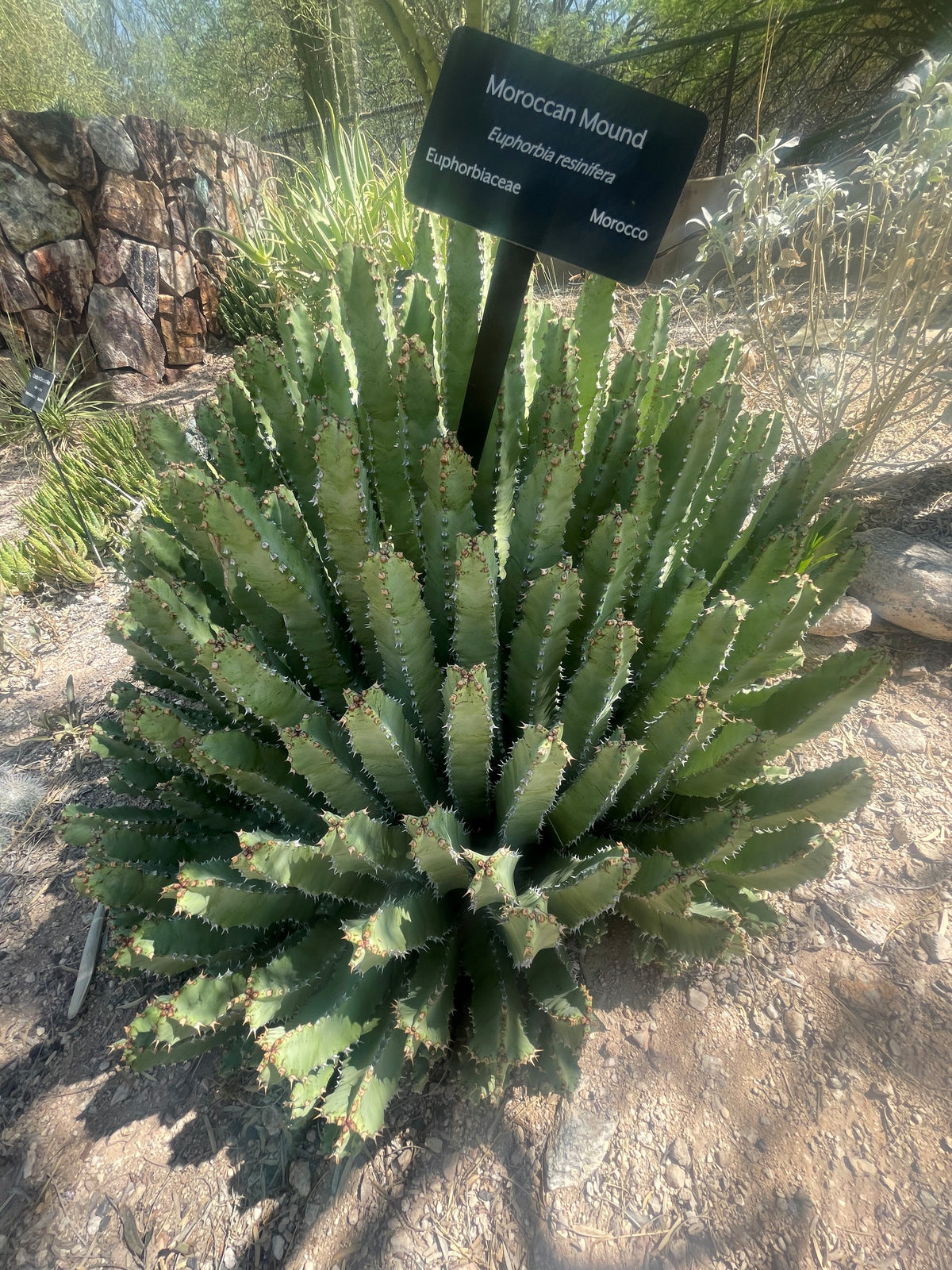 Euphorbia resinifera Moroccan Mound Cactus Succulent Plant in a Cactus Garden