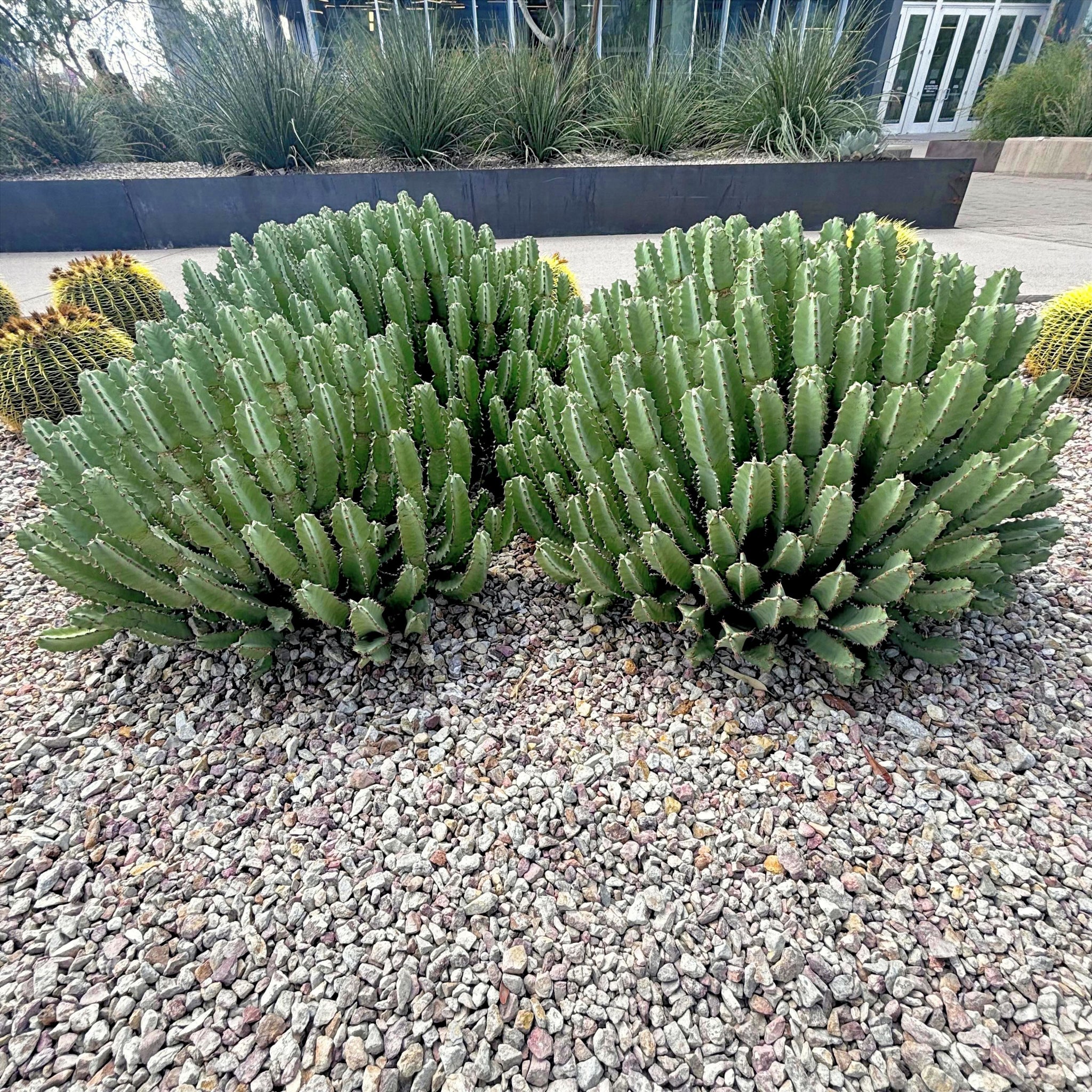 green mound succulent Moroccan Mound (Euphorbia resinifera) for Sale | Large Succulent