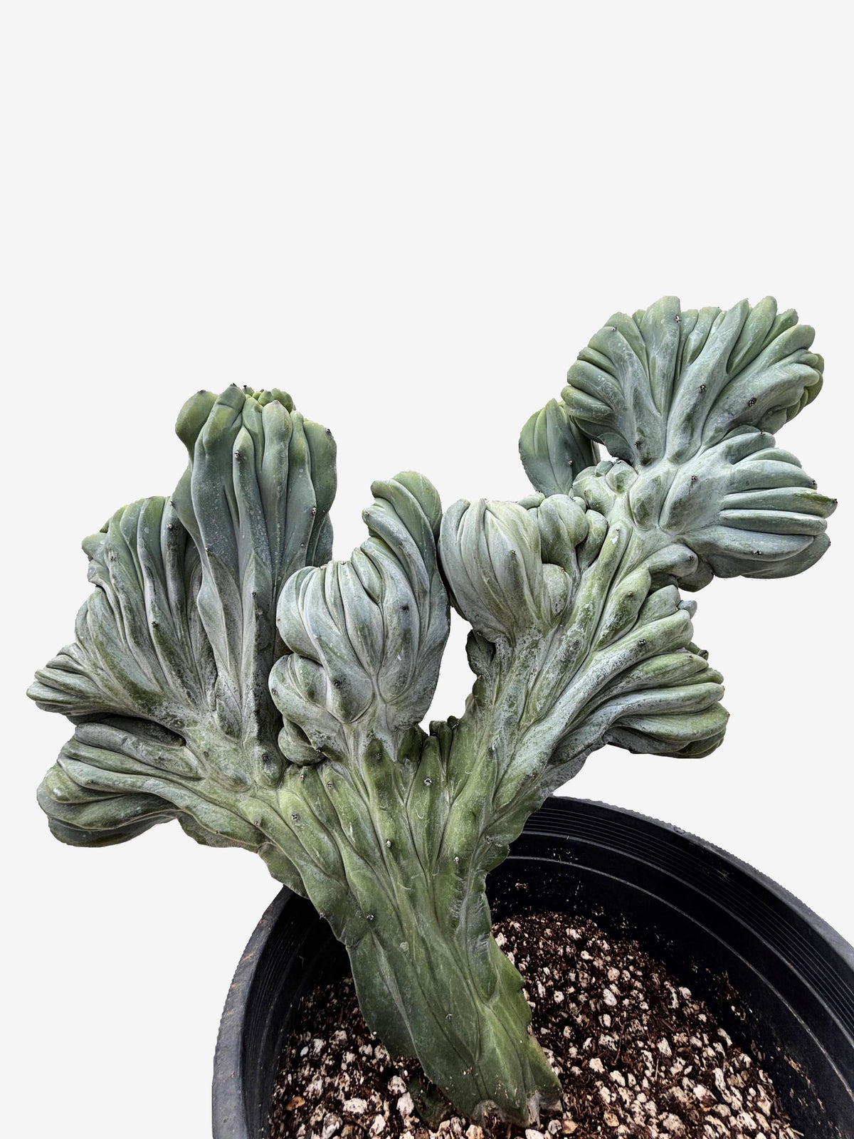 Large and Tall Crested Myrtillocactus Geometrizans Blue Flame Cactus Plant For Sale Online