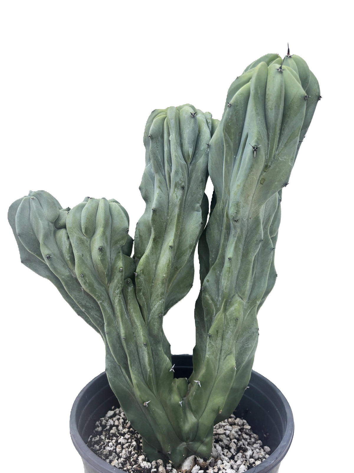 Large and Tall Crested Myrtillocactus Geometrizans Blue Flame Cactus Plant For Sale Online