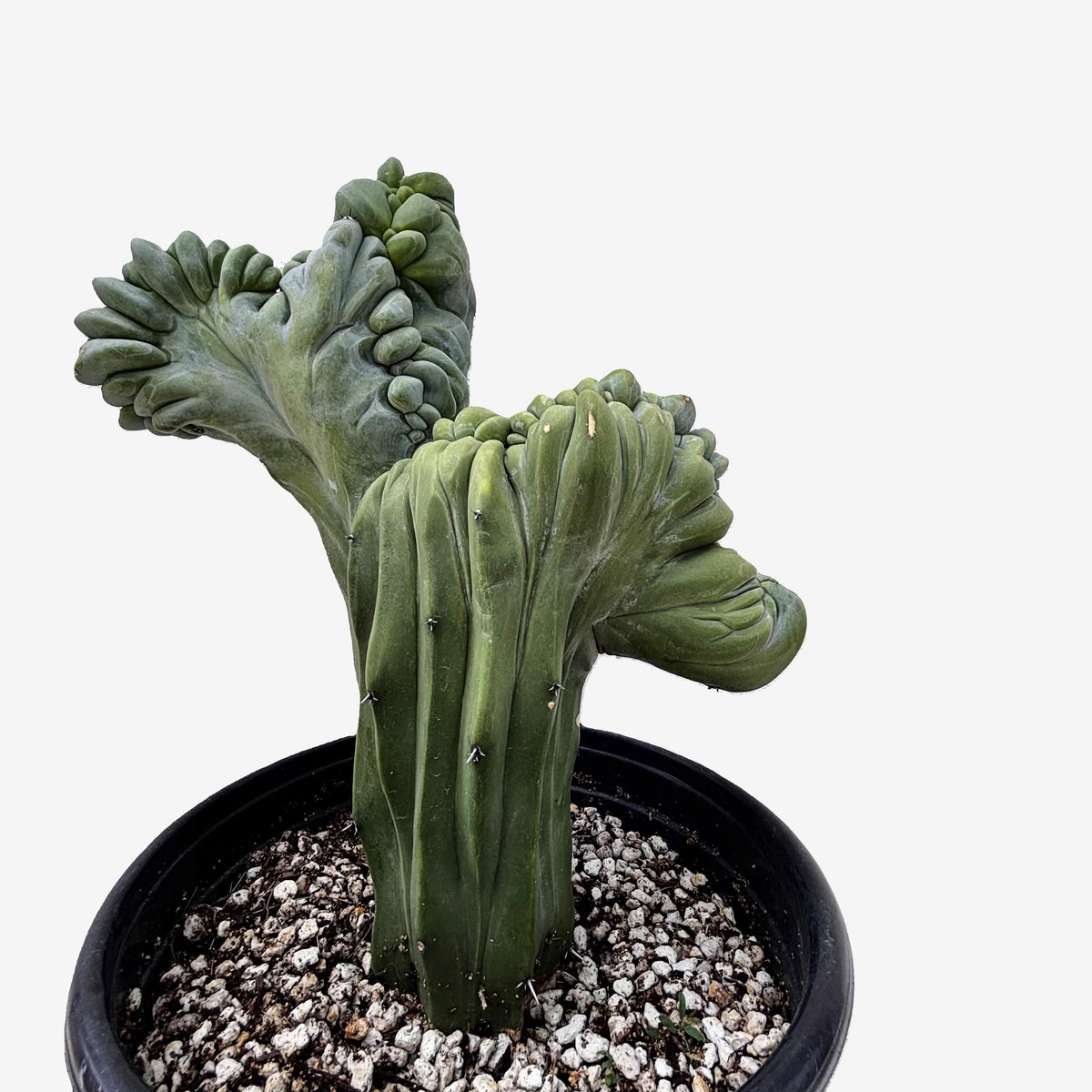 Large and Tall Crested Myrtillocactus Geometrizans Blue Flame Cactus Plant For Sale Online