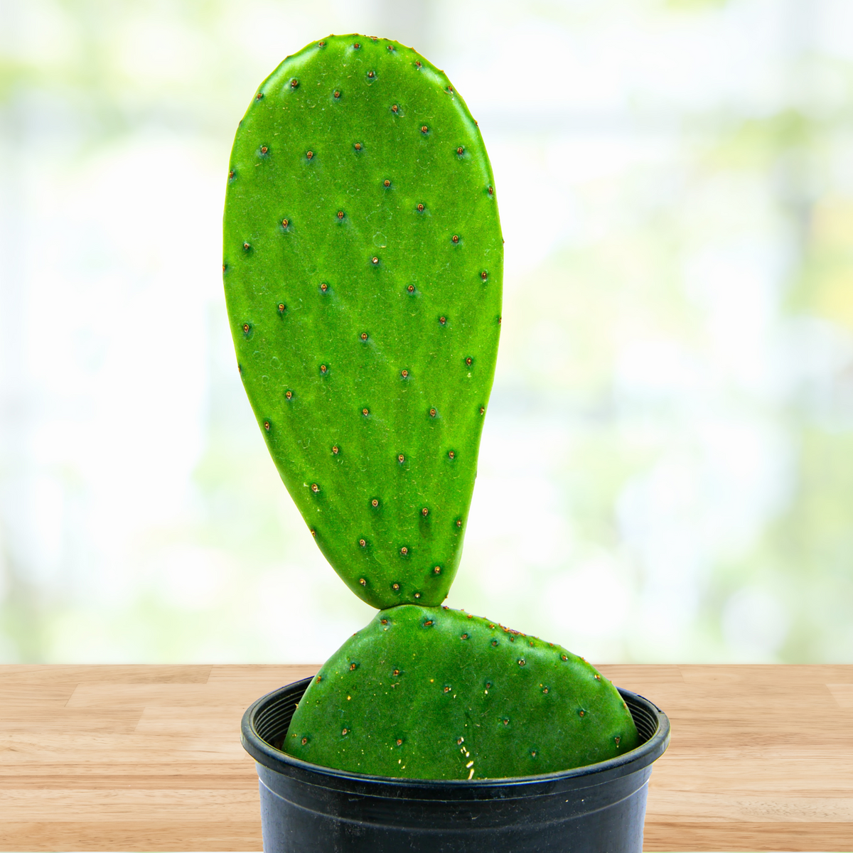 Nopal Prickly Pear