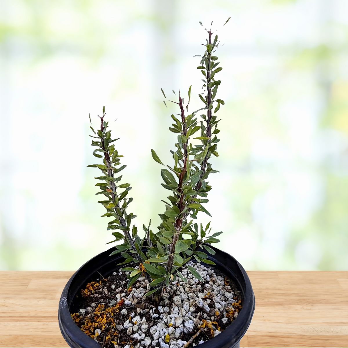 Ocotillo Cactus plant, foqueria splendens, in a cactus nursery pot on a wooden table