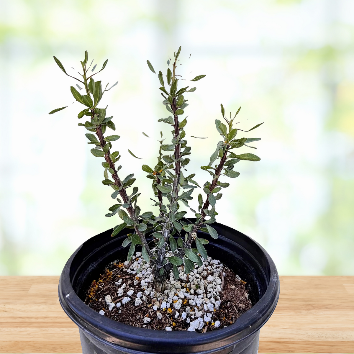 Ocotillo Cactus plant, foqueria splendens, in a cactus nursery pot on a wooden table