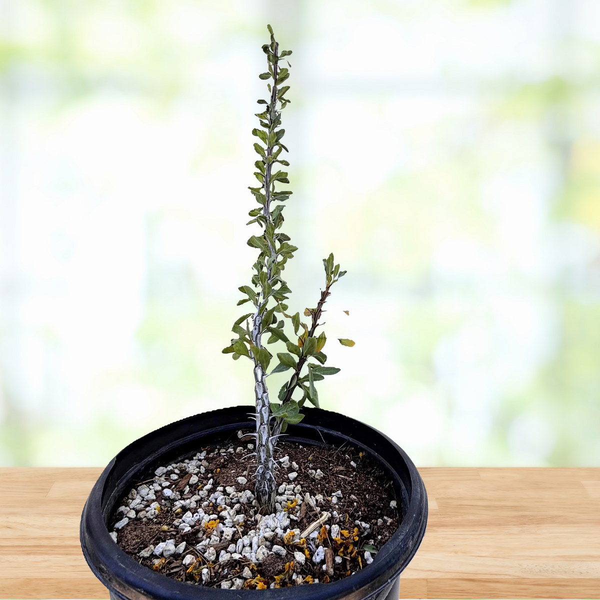 Ocotillo Cactus plant, foqueria splendens, in a cactus nursery pot on a wooden table