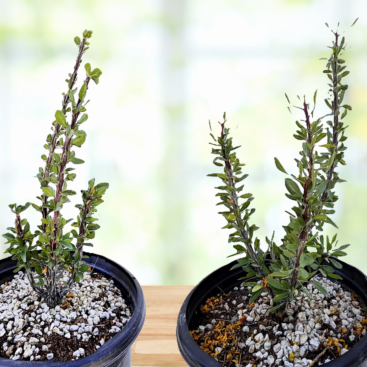 Two Ocotillo Cactus plants, foqueria splendens, in a cactus nursery pot on a wooden table