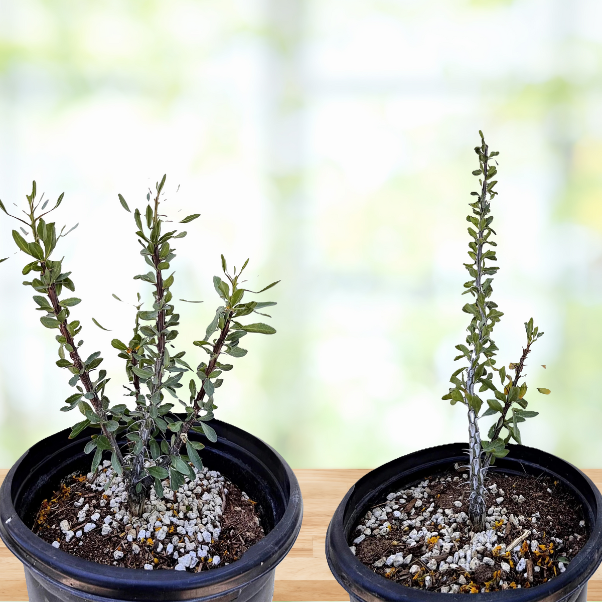 Two Ocotillo Cactus plants, foqueria splendens, in a cactus nursery pot on a wooden table