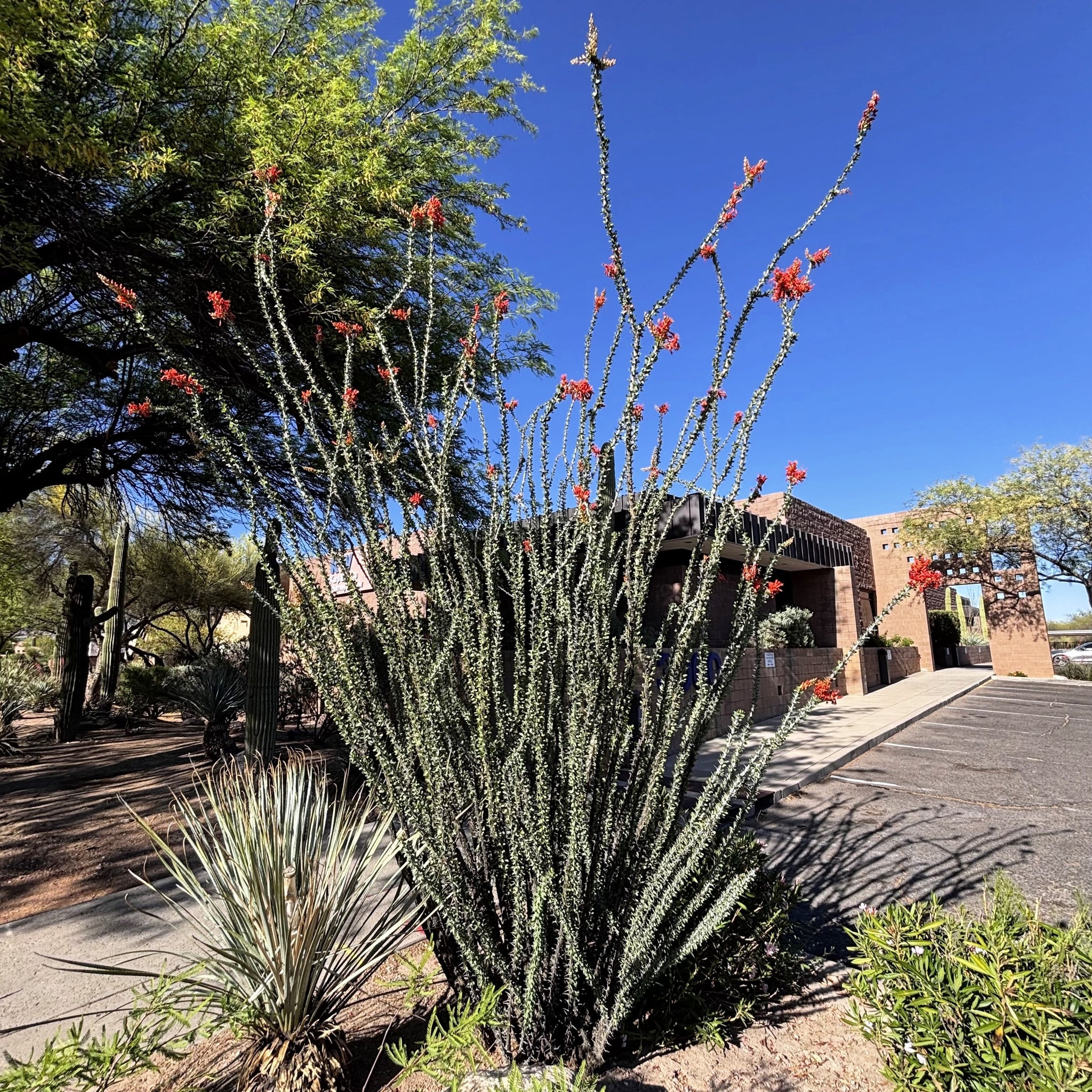 planting ocotillo seeds Ocotillo