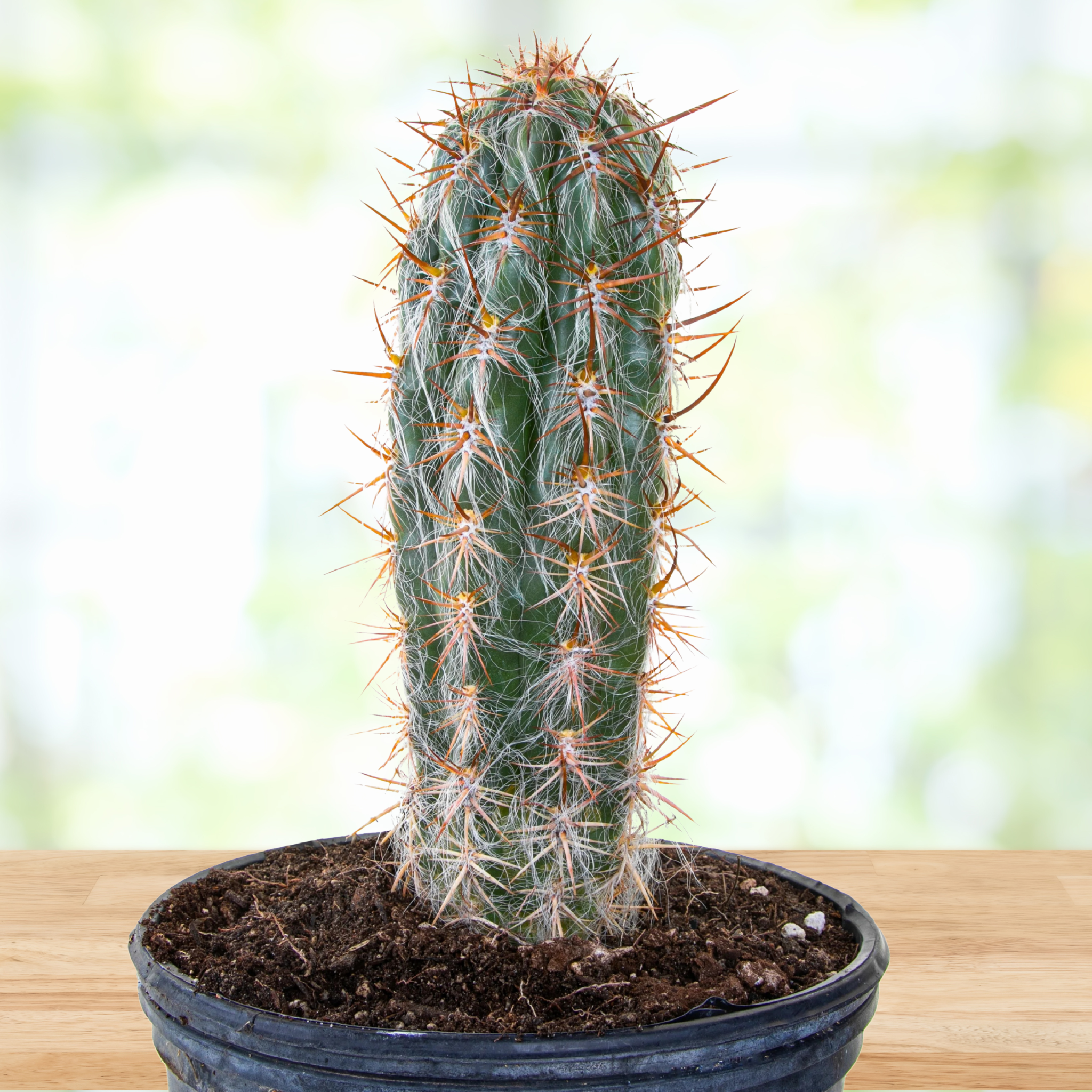 old man succulent Old Man of the Andes Cactus for Sale | Large Columnar Cactus Online