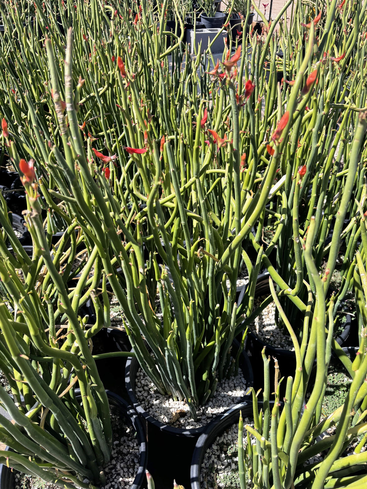 Pedilanthus Macrocarpus