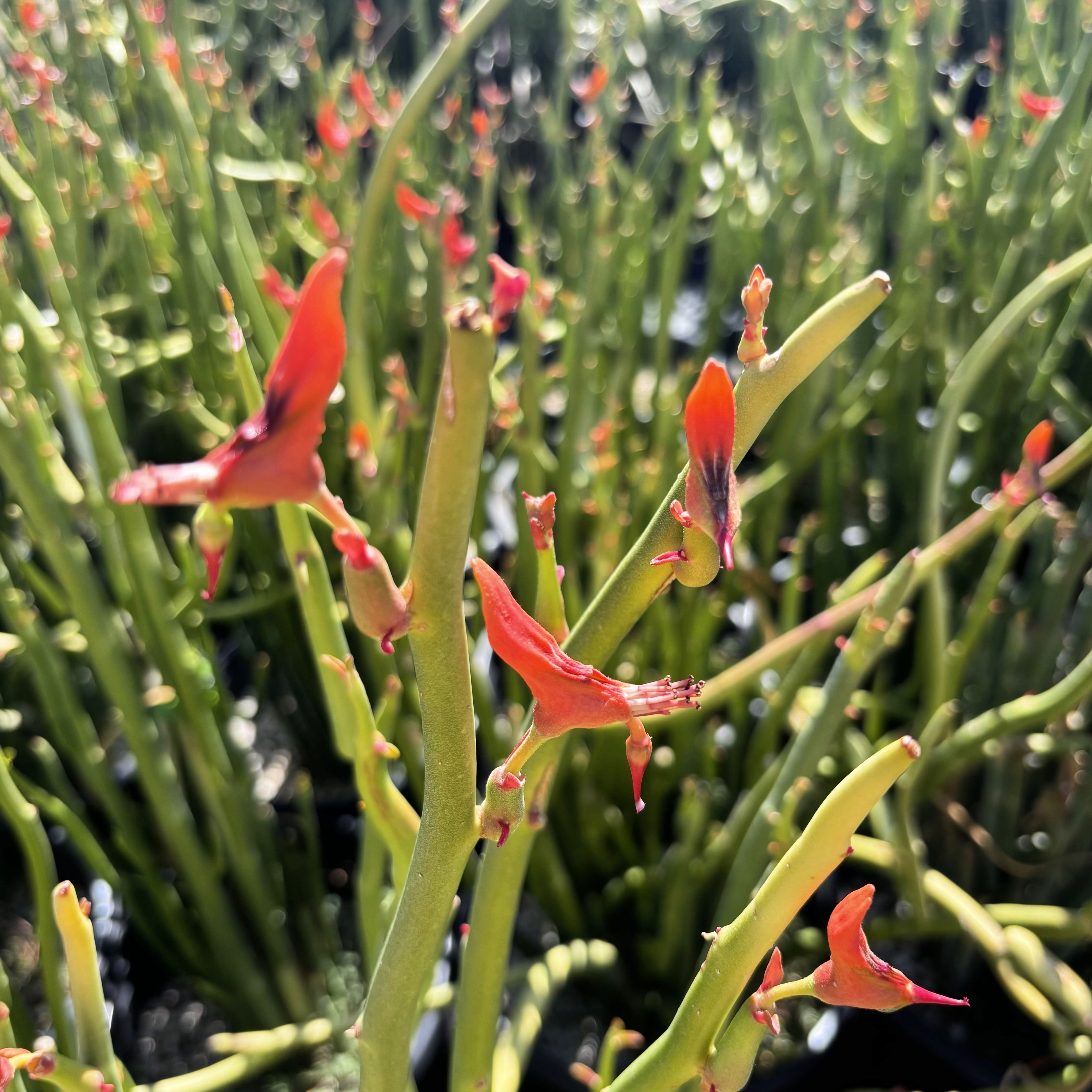 succulent slipper plant Pedilanthus macrocarpus for Sale | Tall Lady Slipper Plant