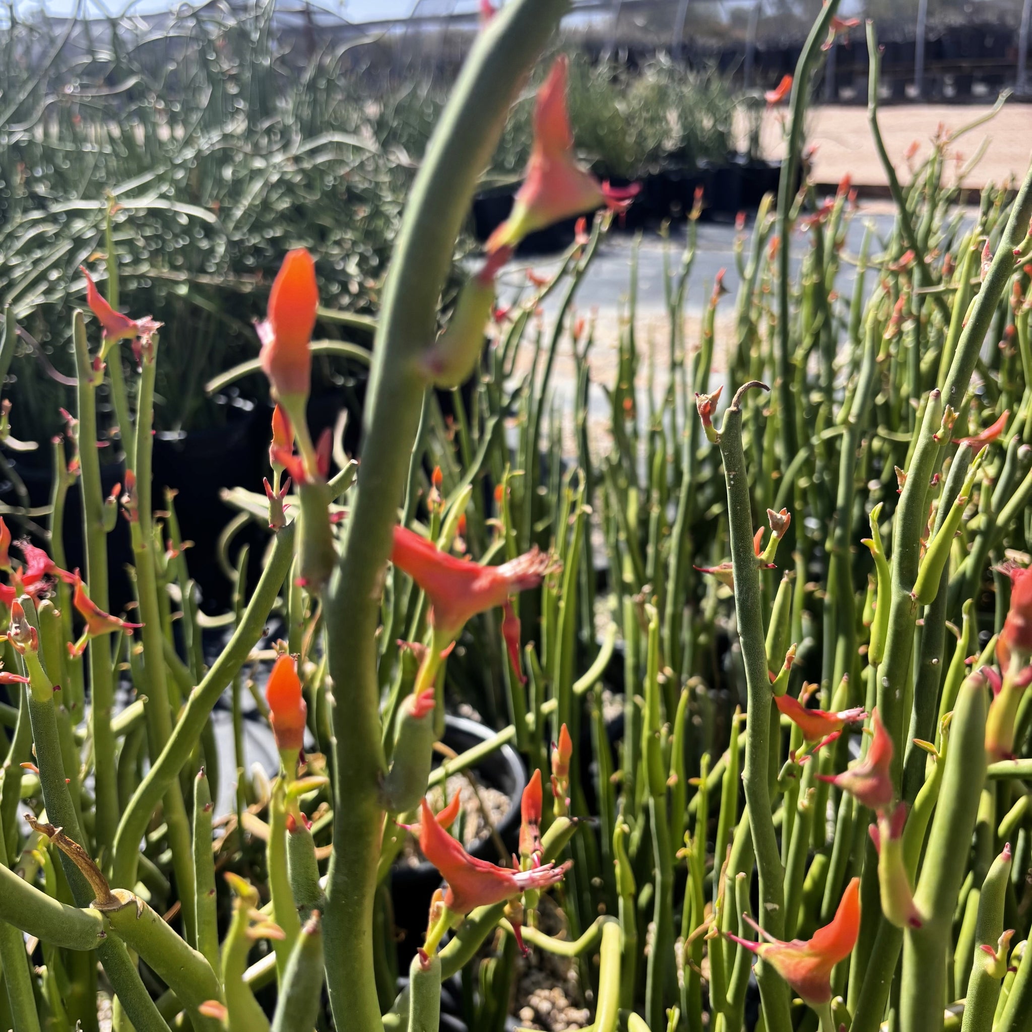 lady slipper succulent care Pedilanthus macrocarpus for Sale | Tall Lady Slipper Plant