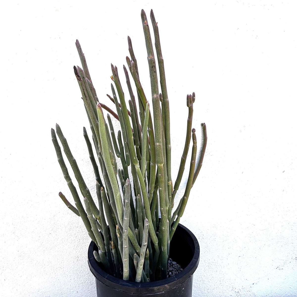 5gal Pedilanthus macrocarpus &#39;Azul&quot; Blue lady slipper plant
