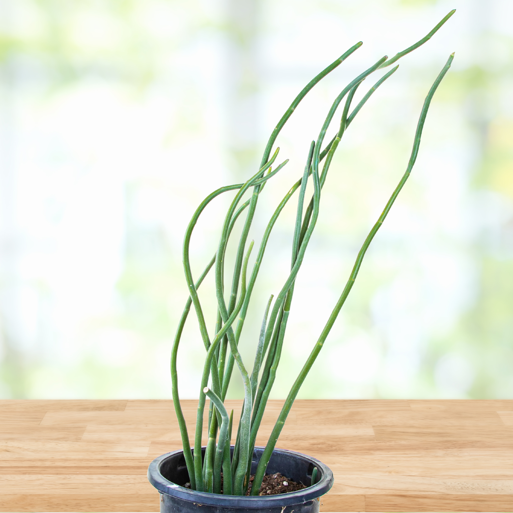 slipper plant succulent care Pedilanthus Macrocarpus