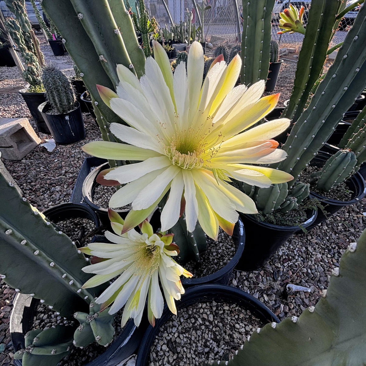 Peruvian apple cactus, Cereus peruvianus flowers
