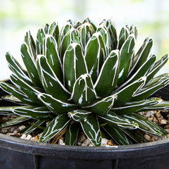 Agave victoriae-reginae 「special」 235 Agave victoriae-reginae - Queen Victoria agave – Happy