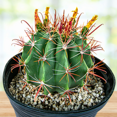 cactus fish hook Southwest Barrel Cactus