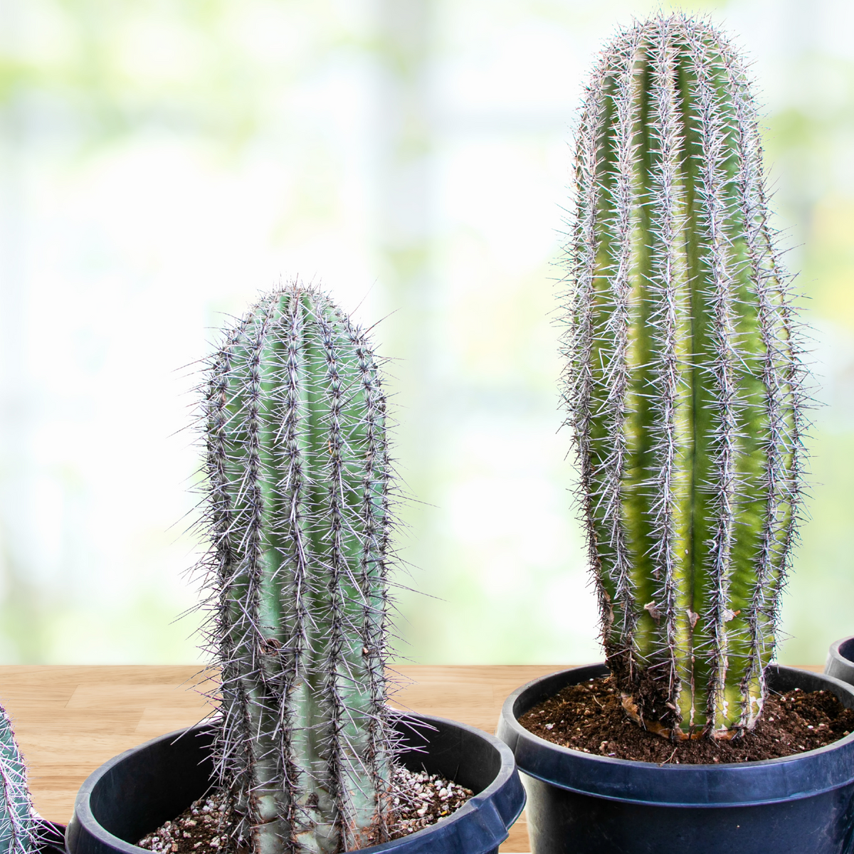 Two Large and Tall Saguaro Cactus, Carnegia Gigantea Cactus Plants on a wooden table for Sale Online