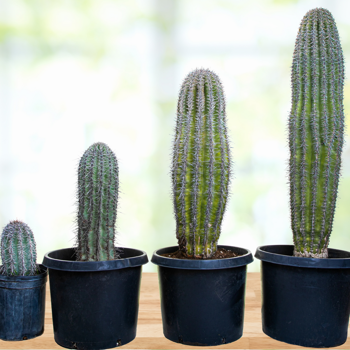 Four Large and Tall Saguaro Cactus, Carnegia Gigantea, on a wooden table for Sale Online.