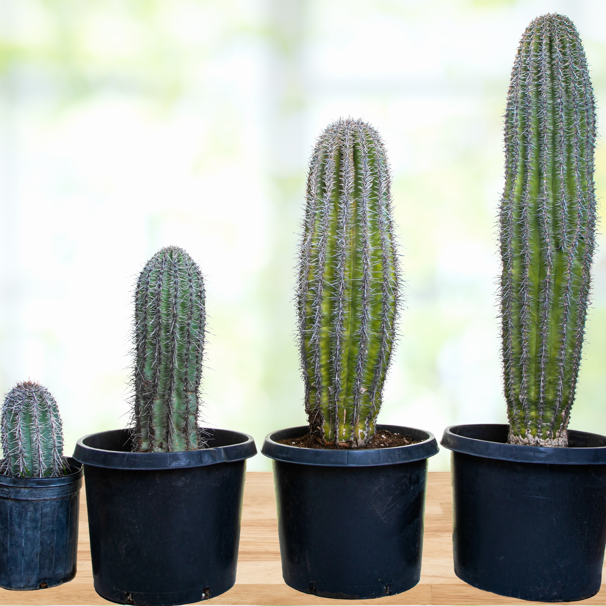 a large type of cactus Saguaro Cactus | Large Saguaro Cactus For Sale Online | Cactus Outlet