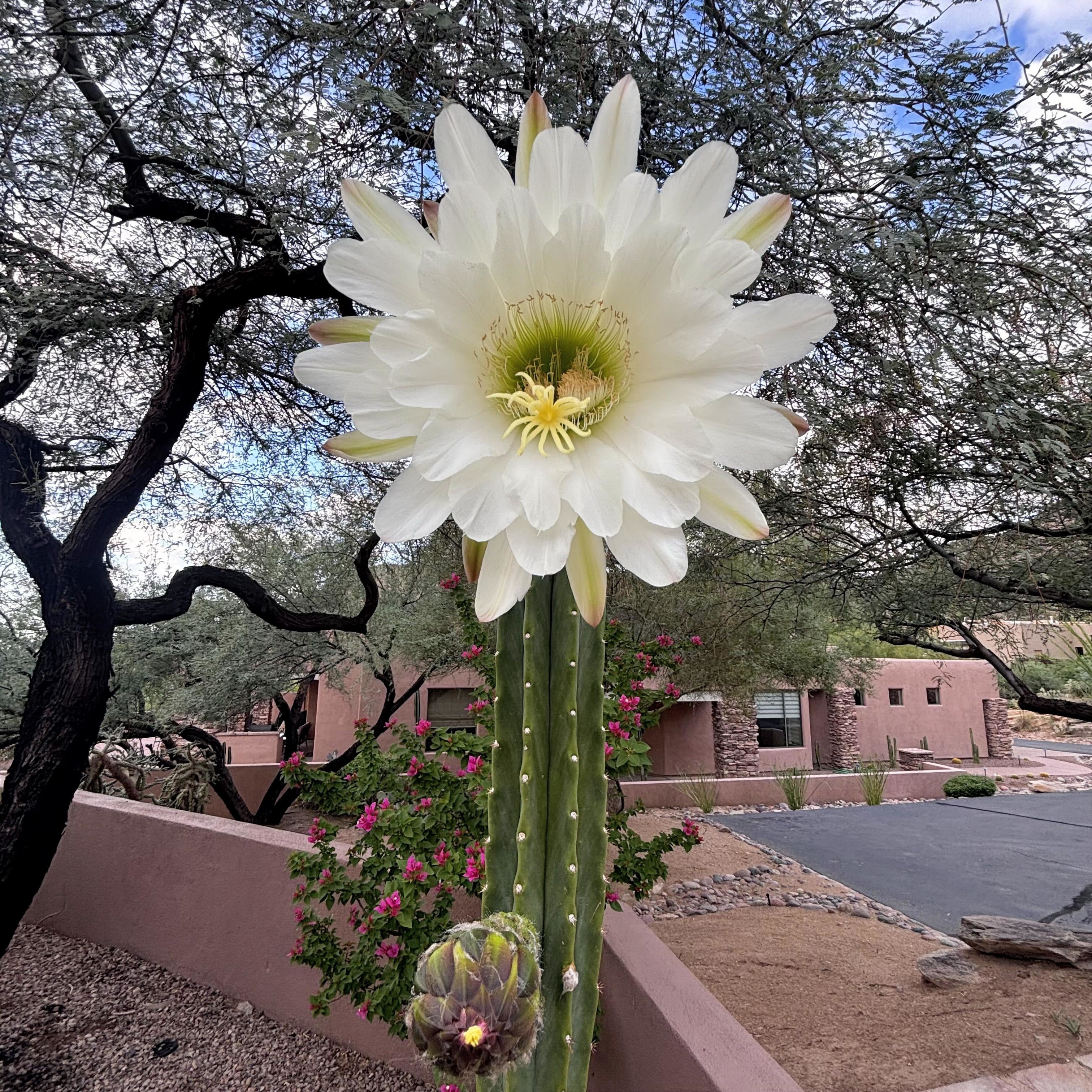 san pedro cactus for sale georgia San Pedro Cactus for Sale | Trichocereus Pachanoi