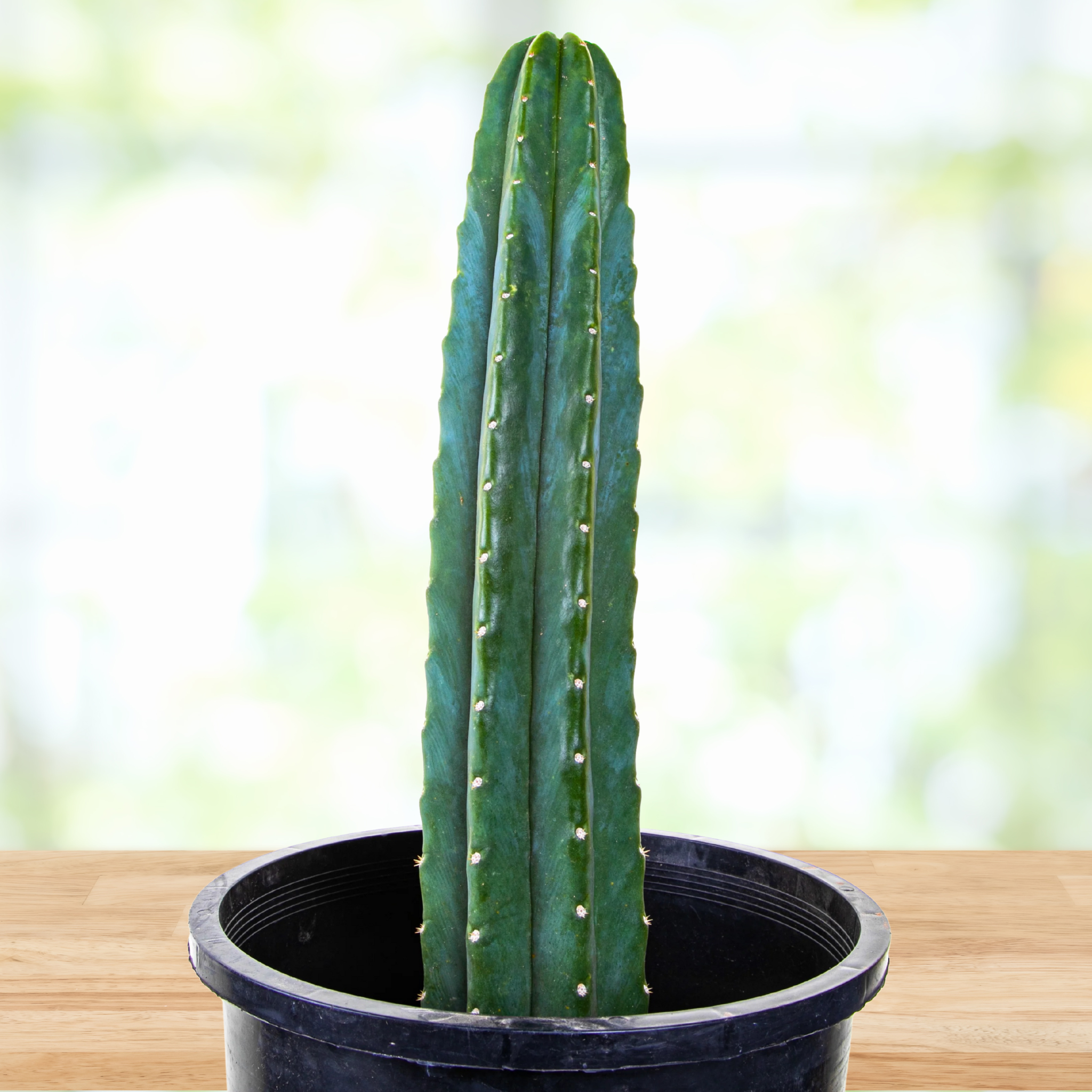san pedro cactus for sale nearby San Pedro Cactus for Sale | Trichocereus Pachanoi
