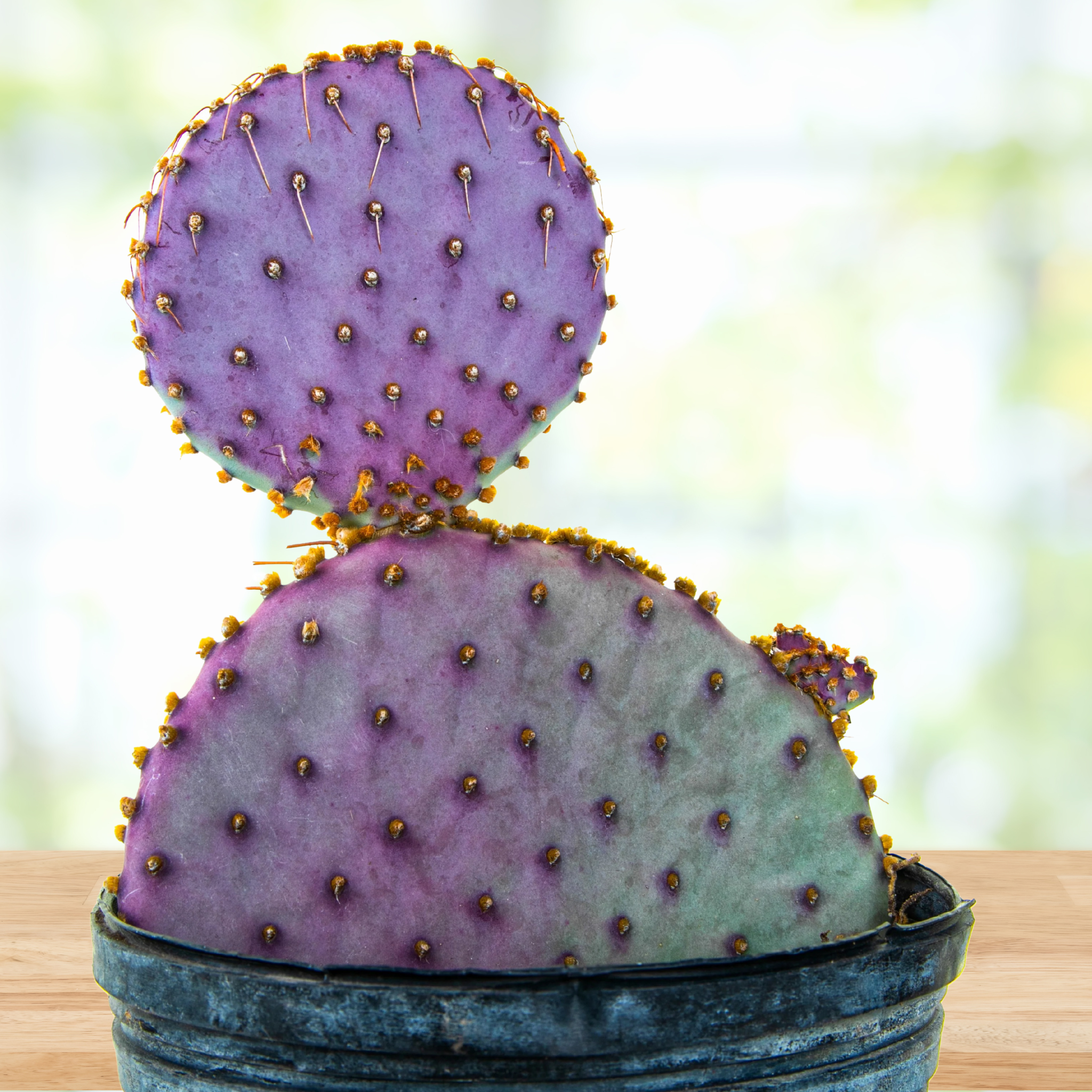 prickly pear cactus needles Santa Rita Prickly Pear