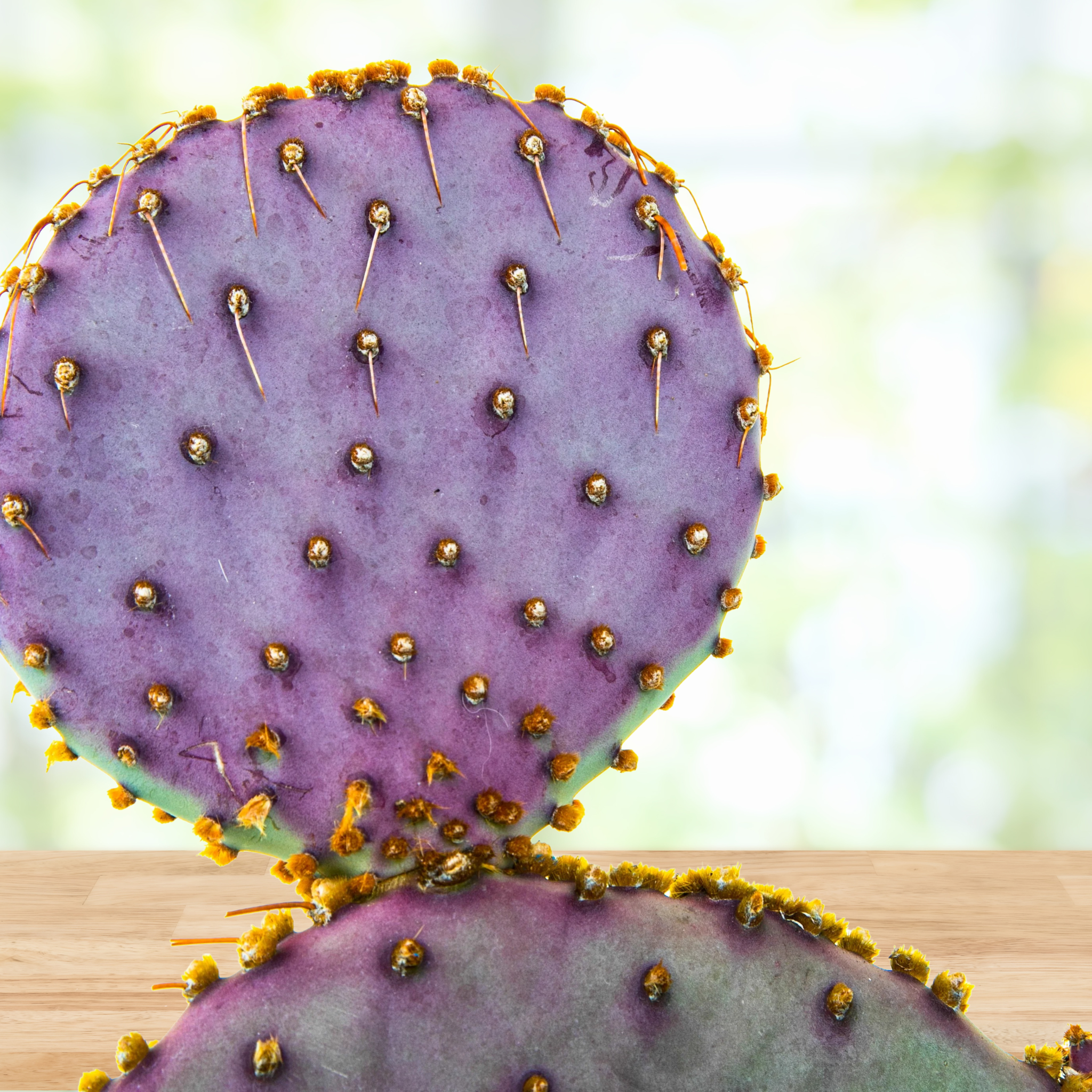 purple prickly pear cactus for sale Santa Rita Prickly Pear
