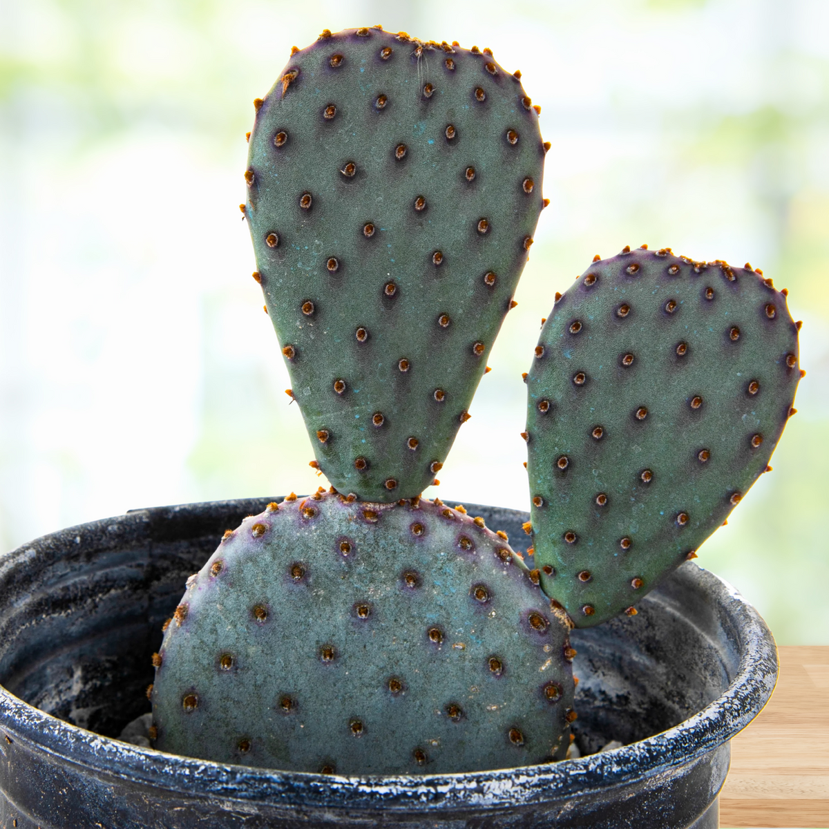 Potted One Gallon Size Opuntia Santa Rita x Beavertail Hybrid Prickly Pear Opuntia on a wooden table