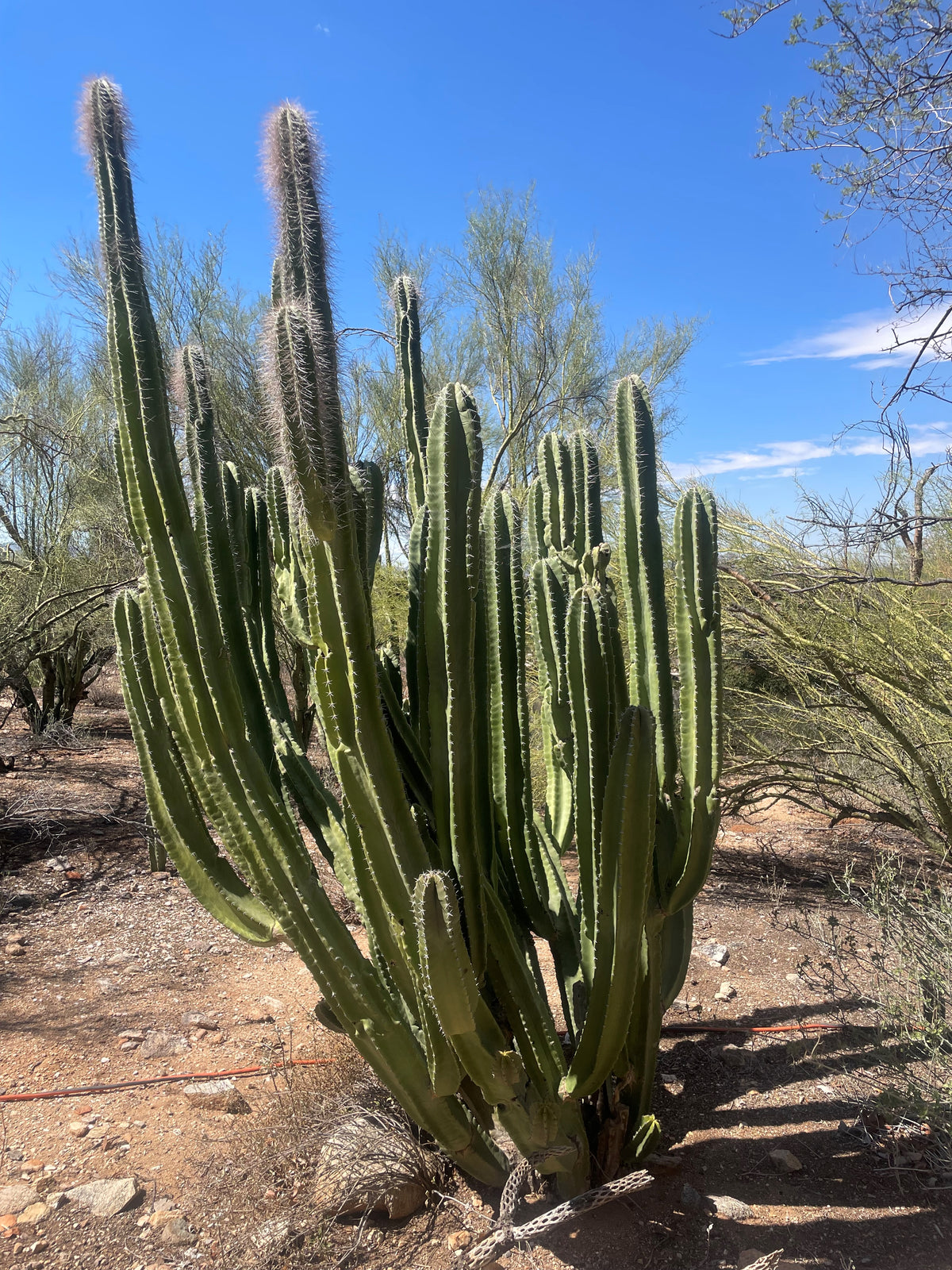 Very Large Tall and Mature Lophocereus Schotti Cactus Plant in a Xeriscape Landscape