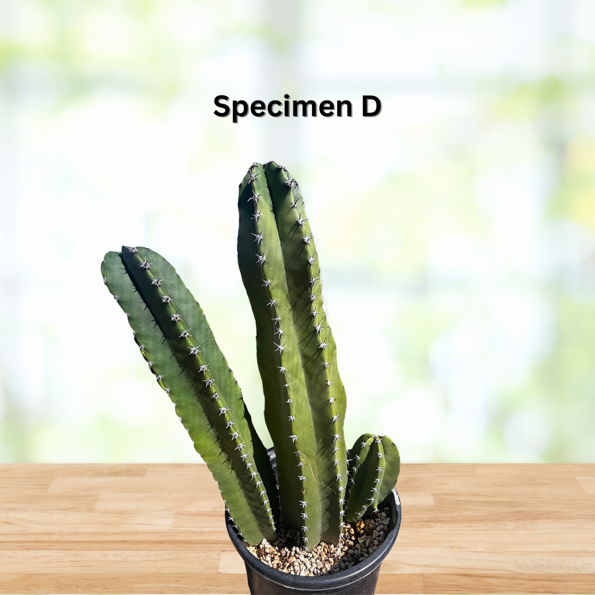 Senita Cactus