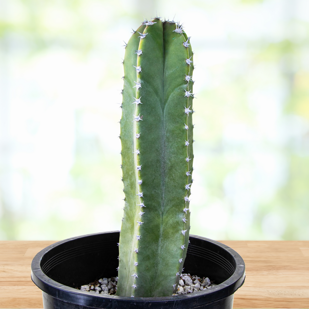 Senita cactus, Lophocereus schotti in ablack pot on a table with a blurred background