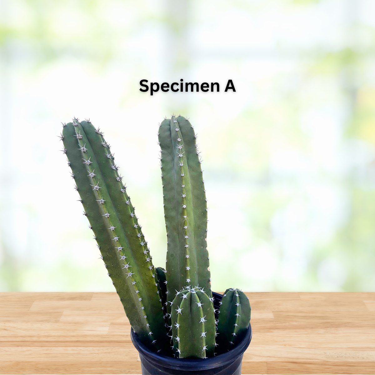 Senita Cactus