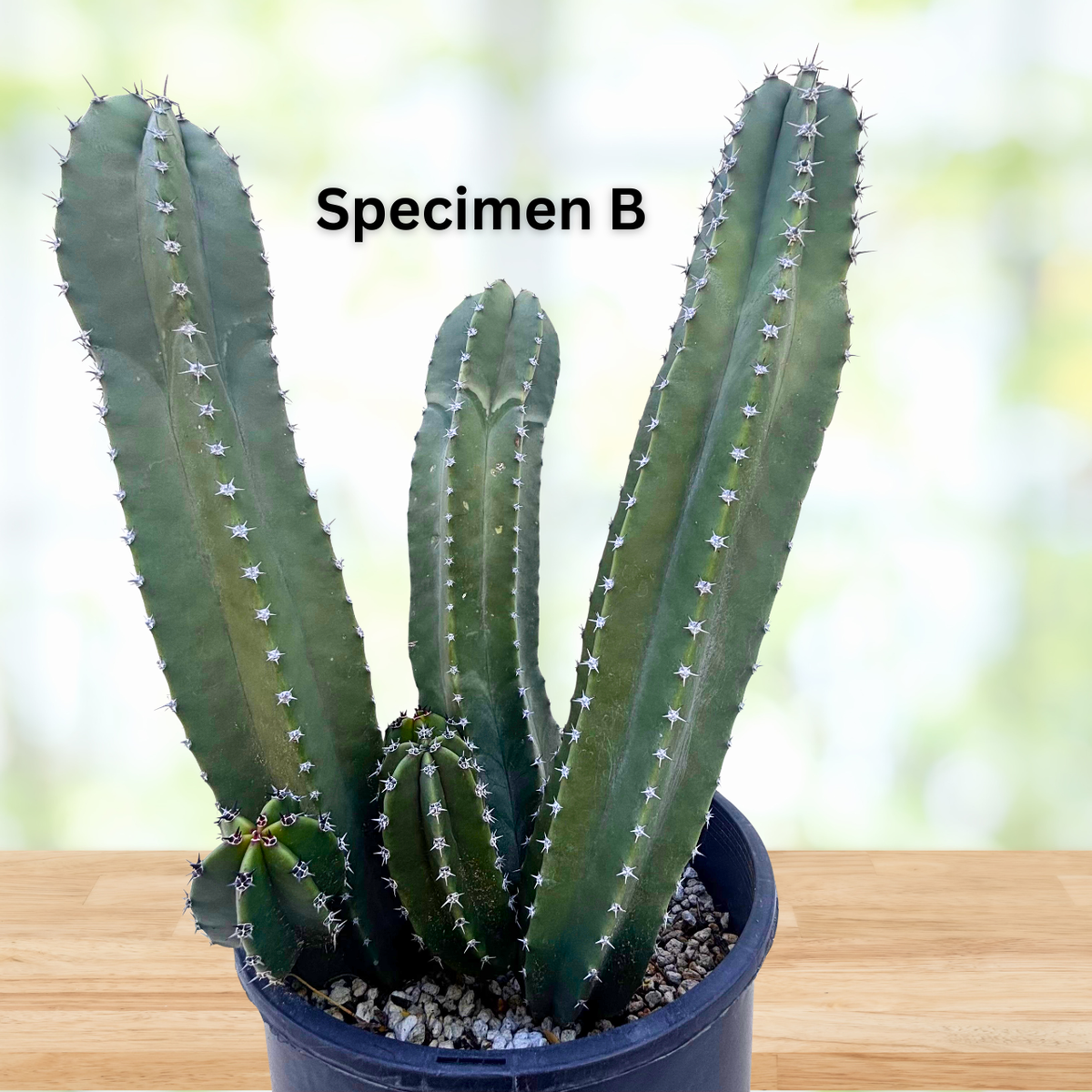 Senita Cactus