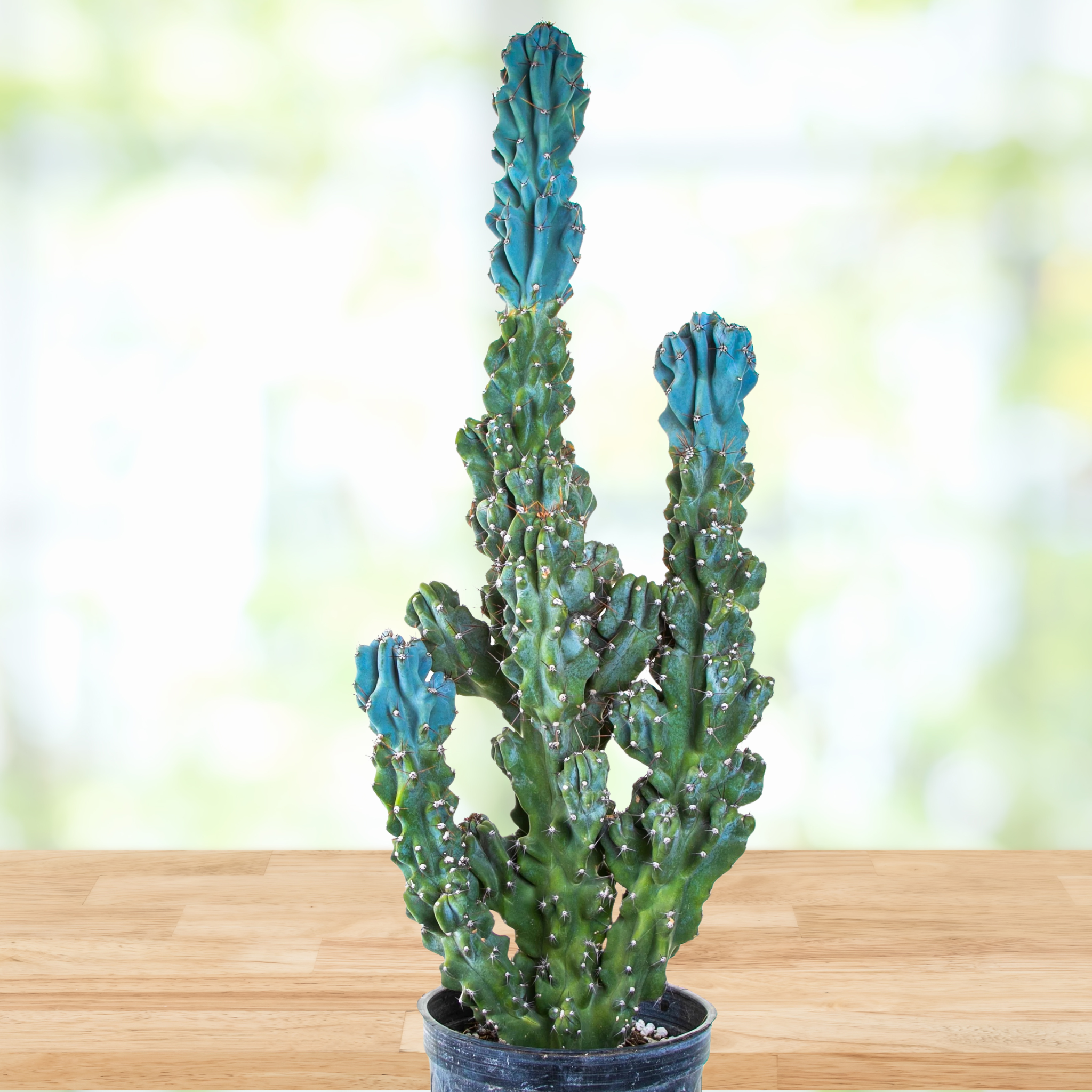 ventura cactus & succulents Curiosity Cactus| Cereus peruvianus monstrose| Cactus Outlet