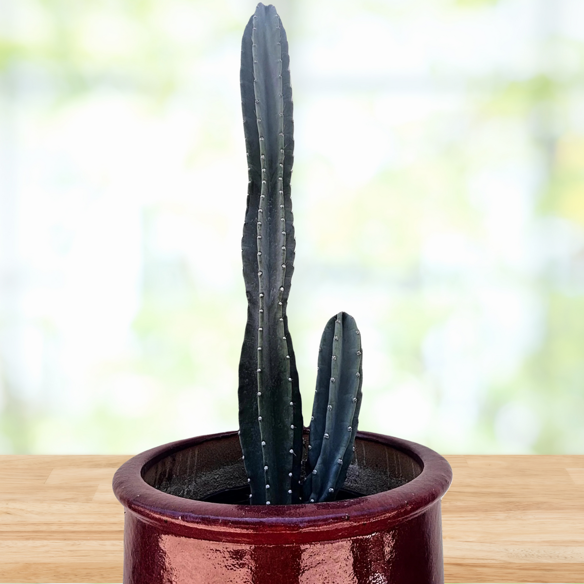 Tall Peruvian apple cactus, Cereus peruvianus in a red decorative pot on a wooden surface with a blurred green background