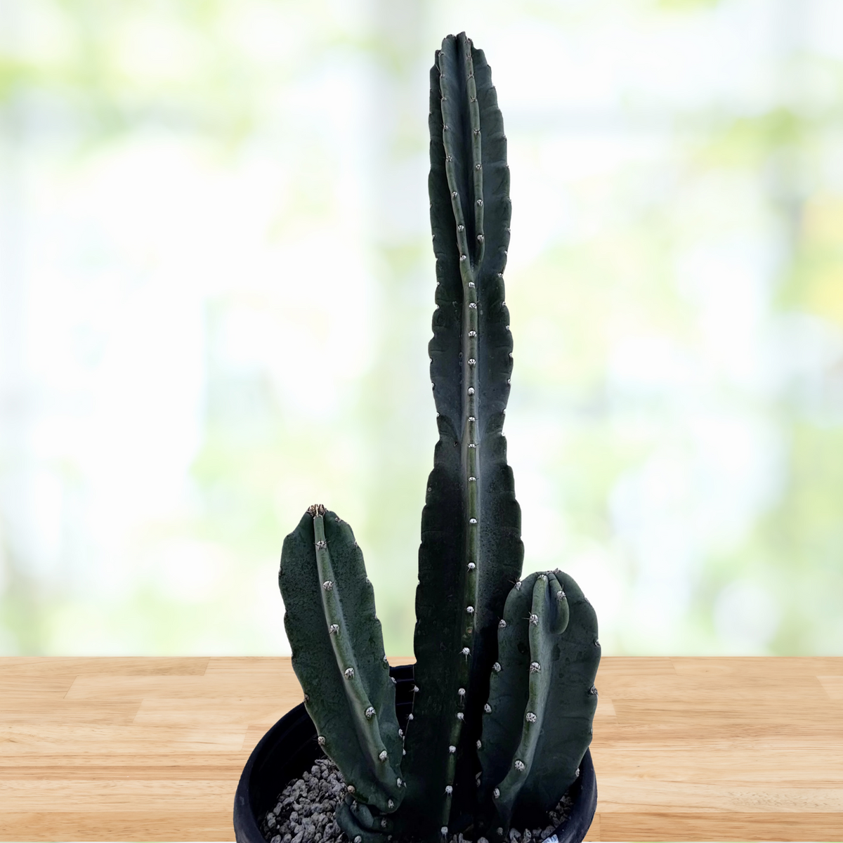 Tall Peruvian apple cactus, Cereus peruvianus in black pots on a wooden surface with a blurred green background