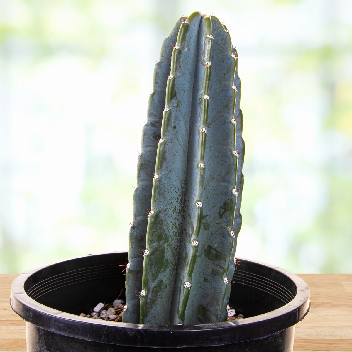 Tall Peruvian apple cactus, Cereus peruvianus in black pots on a wooden surface with a blurred green background