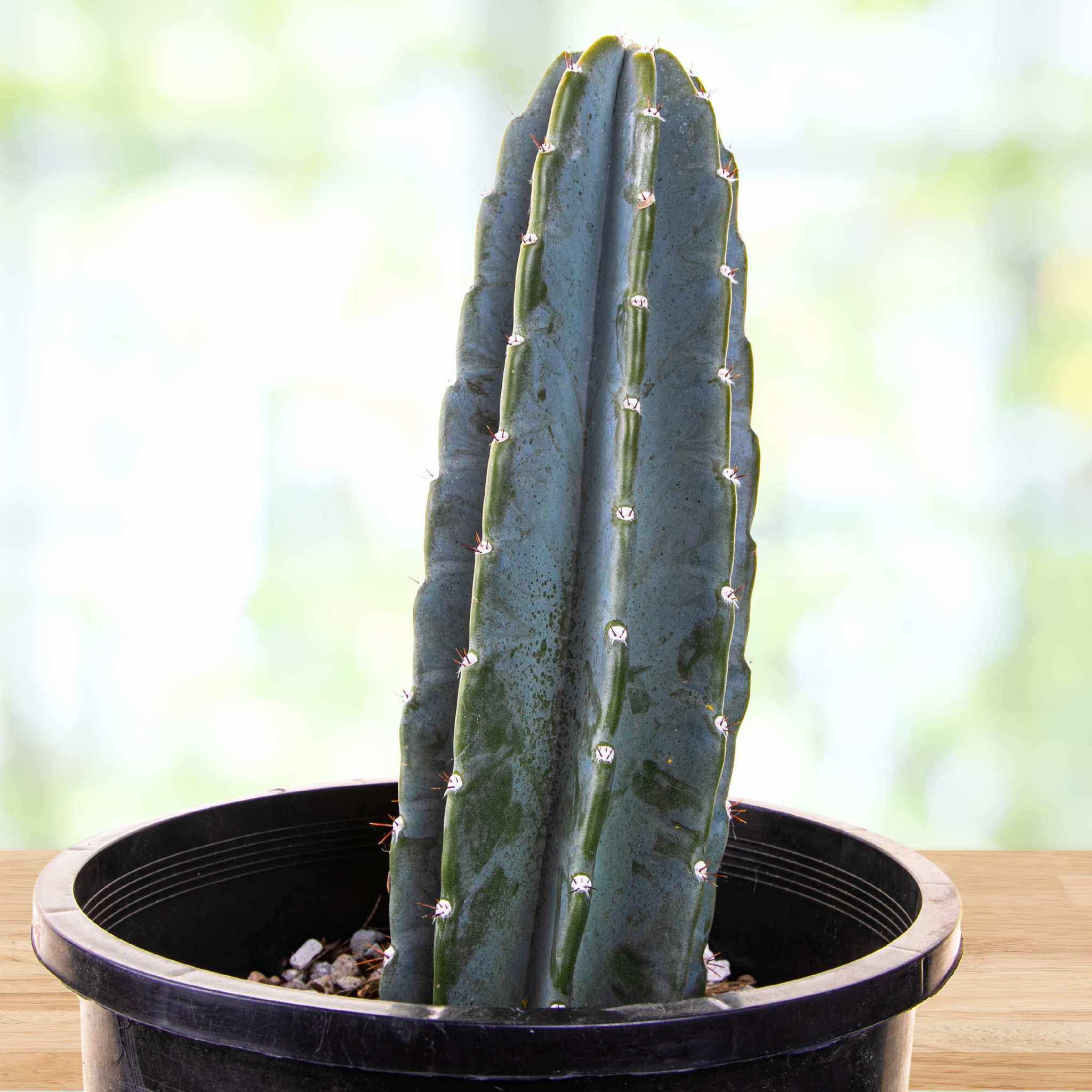 types of peruvian cactus Peruvian Apple Cactus | Tall Cactus Cereus Peruvian| Cactus Outlet