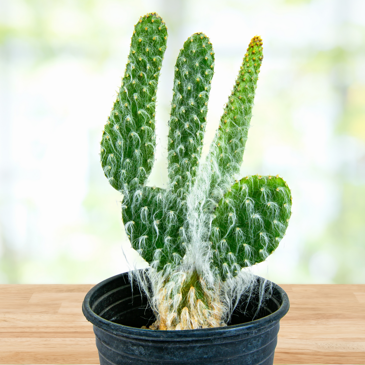 Potted prickly pear cactus, Opuntia &quot;Snow White&quot; Prickly Pearon a wooden table.
