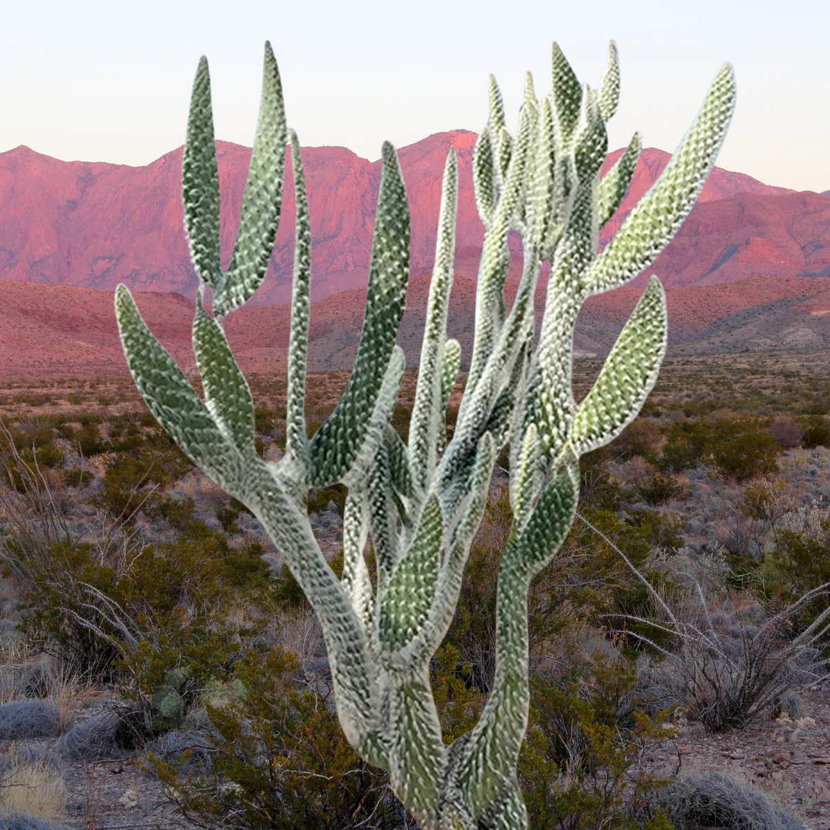 &#39;Snow white&#39; prickly pear Cactus plant in a desert landscape with mountains in the background