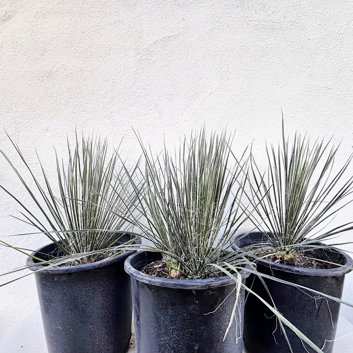 Soap tree yucca yucca elata yucca cactus in 5gal cactus nursery containers