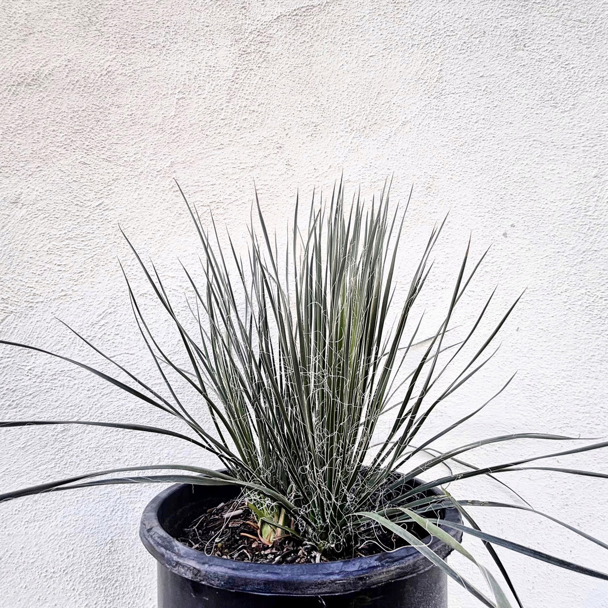Soap tree yucca yucca elata yucca cactus in 5gal cactus nursery containers